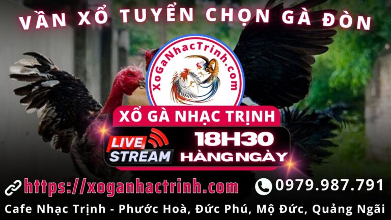 Video 19h26 ngày 29/11 – Xổ Gà Nhạc Trịnh